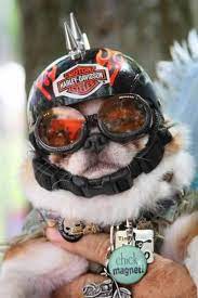 Goggles For Your Dog Doggles Biker Dog Dog Helmet Dogs
