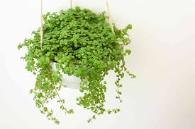 Indoor flowers for small pots. 9 Cute Small Indoor Plants