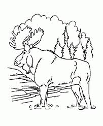 Select from 36013 printable coloring pages of cartoons, animals, nature, bible and many more. Forest Animal Printable Coloring Pages Forest Animals Coloring Coloring Home