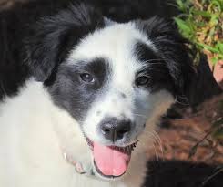Adopt Pansy On Petfinder Border Collie Blue Merle Border Collie Dog Border Collie