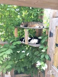 Ein Katzensicherer Garten Mit Ungiftigen Pflanzen Die Ihre Katzen Lieben Werden Aussengehege Fur Katzen Katzengarten Katzen