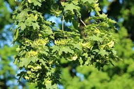 This method works on a wide range of fruit trees and ornamentals, including roses, figs, citrus, and more. Hd Wallpaper Clone Tree Spring The Fruits Of The Maple Skrzydlaki Maple Leaves Wallpaper Flare