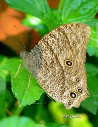 Image result for Millettia eetveldeana