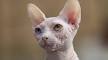 How Much Does a Sphinx Cat and Other Hairless Cat Breeds Cost