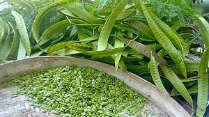 Petai belalang ialah sebuah pokok daripada keluarga kekacang. Luar Biasa Makan Petai Cina Bisa Sembuhkan Penyakit Mematikan Ini Tribun Jabar