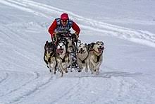 Vidéo de présentation de la base nordique sherpa, vous offrant un bel aperçu, vue du ciel, de notre activité avec les chiens de traineaux en période hivernale. Course De Chiens De Traineaux Wikipedia
