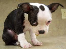 Do you get the sad puppy dog face... - A Pet Staycation, LLC | Facebook