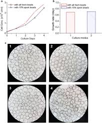 The vero cells grow on microcarriers in a controlled manner in bioreactors and can be used for virus production. Large Scale Microcarrier Culture Of Hek293t Cells And Vero Cells In Single Use Bioreactors Amb Express Full Text