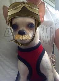 Oh Wow I Am So Getting Biscuit A Mustache Chihuahua Love Cute Little Puppies Cute Dog Pictures