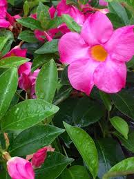 Image result for dipladenie hybrida rio obrázek