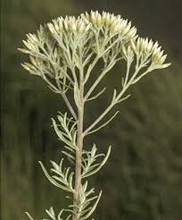 Image result for Subularia monticola