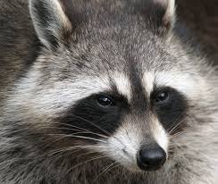 Raccoons—along with foxes (red and gray), skunks, and bats—are considered a primary carrier of the rabies virus in the united states. Suburban Raccoons More Social Yet Dominance Behavior Remains That Of A Solitary Animal Smithsonian Insider