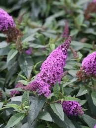 Check spelling or type a new query. Pugster Periwinkle Butterfly Bush Buddleia X Proven Winners