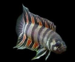 Microctenopoma Ansorgii Fresh Water Fish Tank Aquarium Fish Tropical Fish