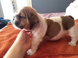 Browse thru french bulldog puppies for sale near saint paul, minnesota, usa area listings on puppyfinder.com to. Duluth Bulldog Puppies Home Facebook