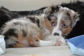 Check spelling or type a new query. Toy Australian Shepherd My Baby Hunde