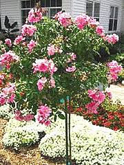 Maybe you would like to learn more about one of these? Midwest Gardening Trees Index