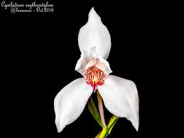 Image result for Cycnium recurvum