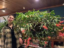 The Christmas Cactus Club