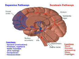 Seine komplexität ist grund dafür, dass es derzeit nur unzureichend begriffen werden kann. Mphrm 512 Lec 7 V 3 Date Antipsychotics Ppt Download