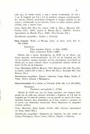 Image result for Pilea sublucens