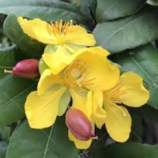 Image result for Ochna oxyphylla
