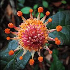 Image result for Chascanum pumilum