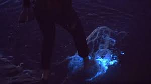 Neem fles wijn mee en aanschouw dit mooiste romantische natuurverschijnsel! Zeevonk Veroorzaakt Een Magische Blauwe Gloed In De Branding Van Het Noordzeewater Het Verschijnsel Trekt Veel Wandelaars Noordzee Prachtige Fotografie Blauw