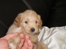 The goldendoodle is a family oriented dog like that of the golden retriever providing it is over 25 pounds in genetic body weight. Miniature Goldendoodle Puppies San Jose California For Sale In San Jose California Classified Americanlisted Com