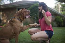 A quick google search on tibetan mastiff cost reveals that they are one of the most expensive breeds in the world. Dogue De Bordeaux Full Profile History And Care