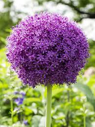Allium 'Ambassador' (Zierlauch) kaufen | DutchGrown™