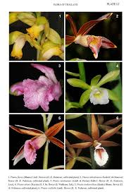 Image result for Phaius