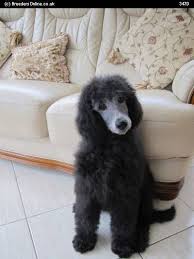 Our standard poodle parti puppies will be temperament tested by sherri regalbuto. Silver Standard Poodles For Sale Breedersonline Co Uk Puppies For Sale Poodle Poodle Puppy Standard Poodle Poodle Dog