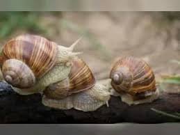 Verkaufe Wunderschone Ausgewachsene Weinbergschnecken Zuchtreif Reptilien Terraristik Aus Marsberg Weinbergschnecke Schnecken Wein