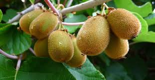 Grapevines in our range will ripen well in the uk climate and are perfect for desserts or making wine or juice. Kiwi As Espalier Tree