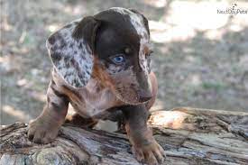 Dachshund Mini For Sale Dachshund Puppies Dachshund Love Doxie Puppies