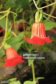 Image result for Canarina