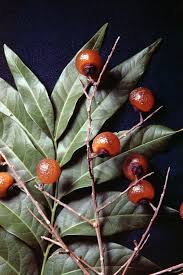 Image result for Sapindus saponaria