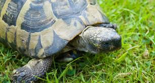 Mud turtles are a good first pet turtle, they are relatively easy to maintain, they don't require any kind of special treatment. 5 Of The Best Pet Tortoises Reptile Centre