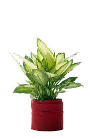 Dieffenbachia House Plants Plants Dieffenbachia Houseplant