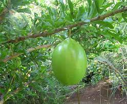 Maybe you would like to learn more about one of these? Calabash Tree Description Uses Facts Britannica