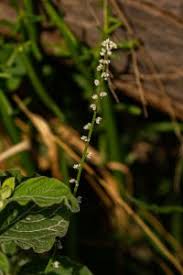 Image result for Celosia trigyna