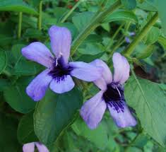 Image result for Dyschoriste thunbergiiflora