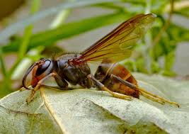 Image result for Sophora velutina