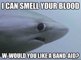 Pin By Stephanie Tidd On Comics Memes Humour Ii Shark Jokes Sharks Funny Funny Memes