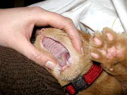 If my cat has cancer, does that mean they are going to die? Oral Squamous Cell Carcinoma Mar Vista Animal Medical Center