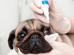 Es Seguro Usar Gotas De Uso Humano En Los Ojos De Mi Mascota Mascotas Cuidado De Los Ojos Ojos
