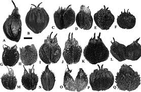 Image result for Alepidea amatymbica