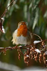 Small Brown Bird With No Tail Feathers So Fuzzy Wonderful Palette Of Colours Pictures Of England