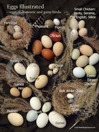 Small White Bird Eggs With Brown Spots Eggs Illustrated Postcard Oversized Egg Identification Etsy Chickens Backyard Best Egg Laying Chickens Egg Laying Chickens